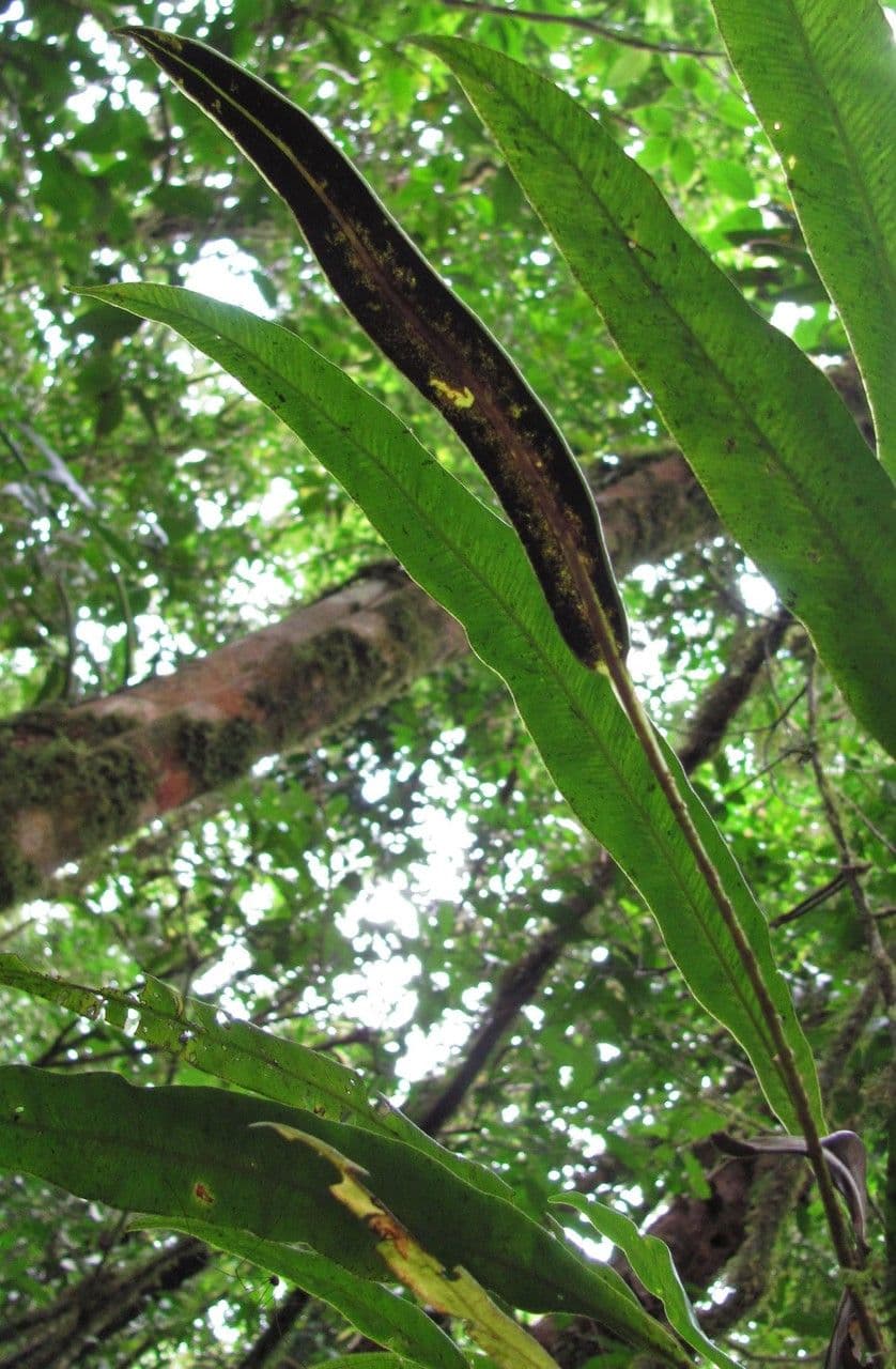 Elaphoglossum 8