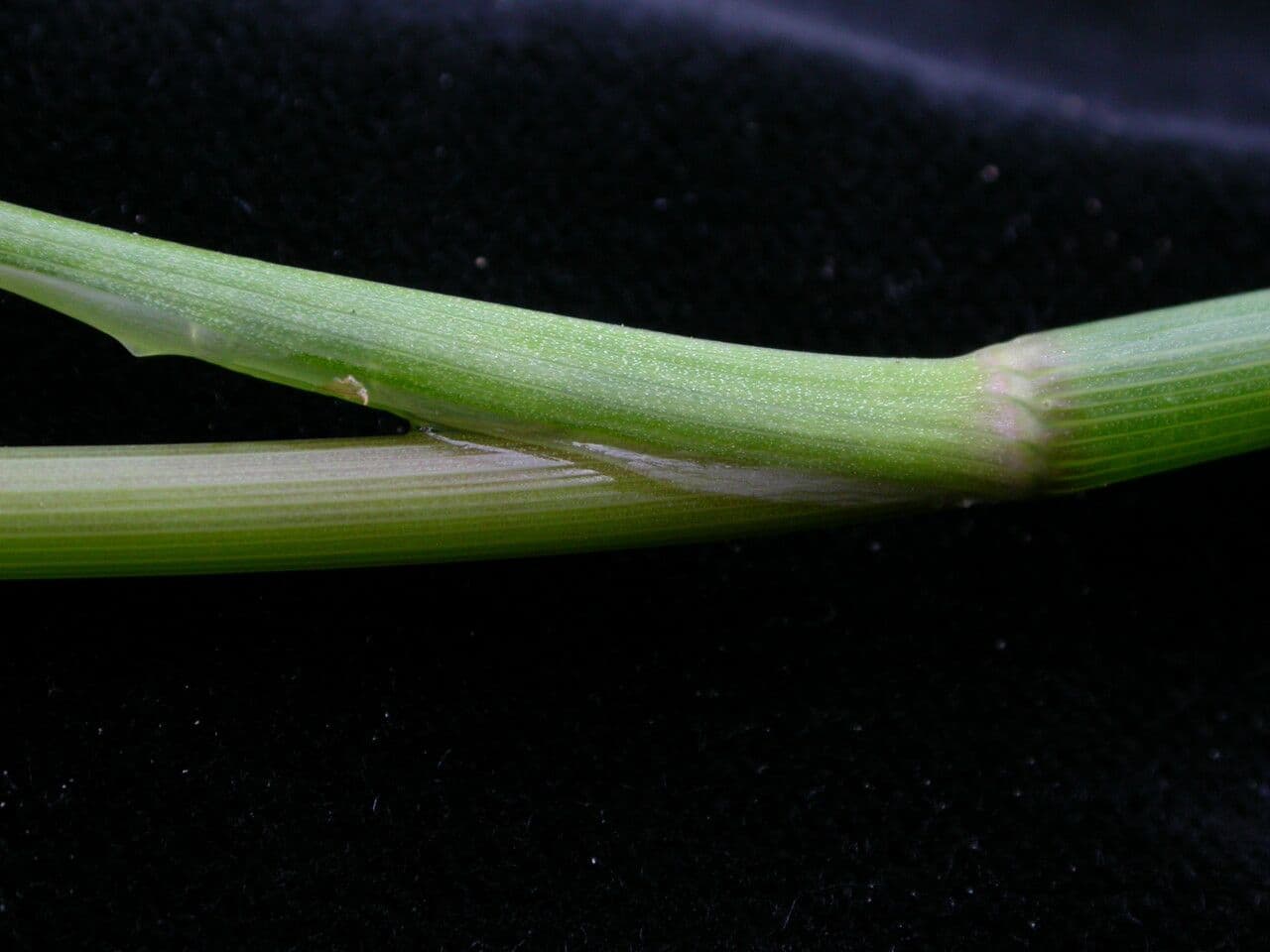 Oenanthe de Java 6