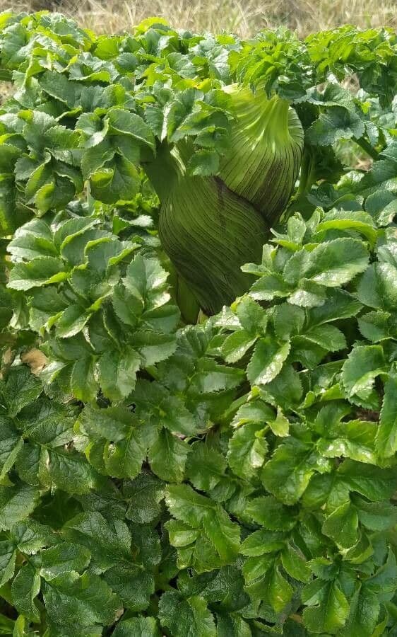 Angelica pachycarpa 11