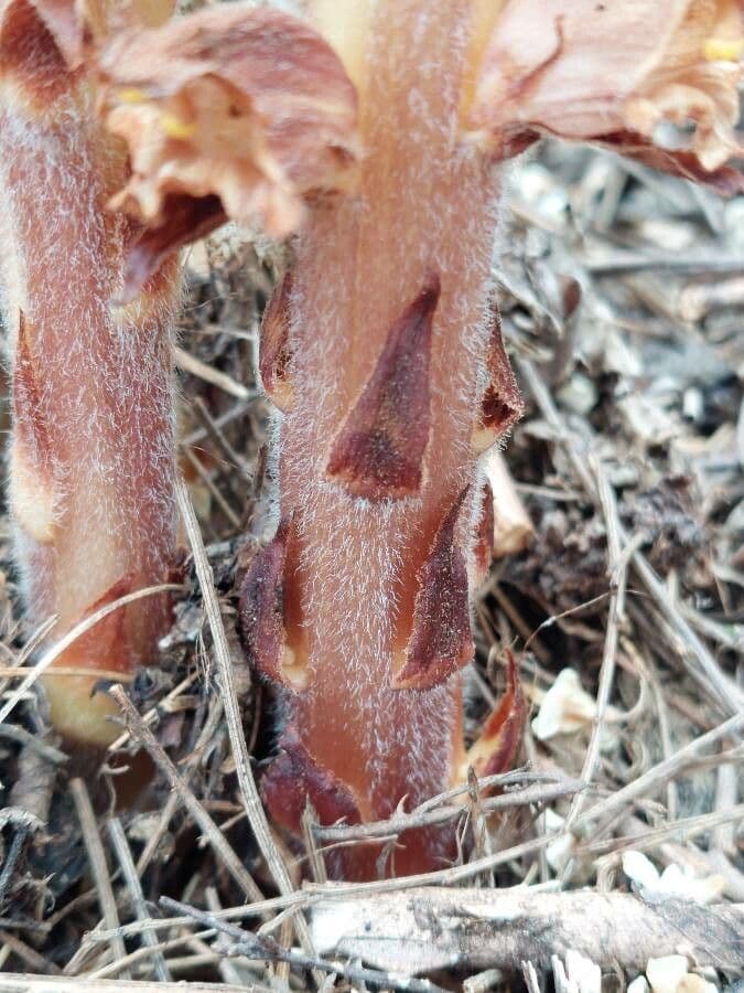 Orobanche del ginestrone 21