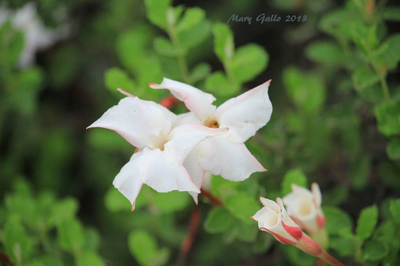 Mandevilla 2