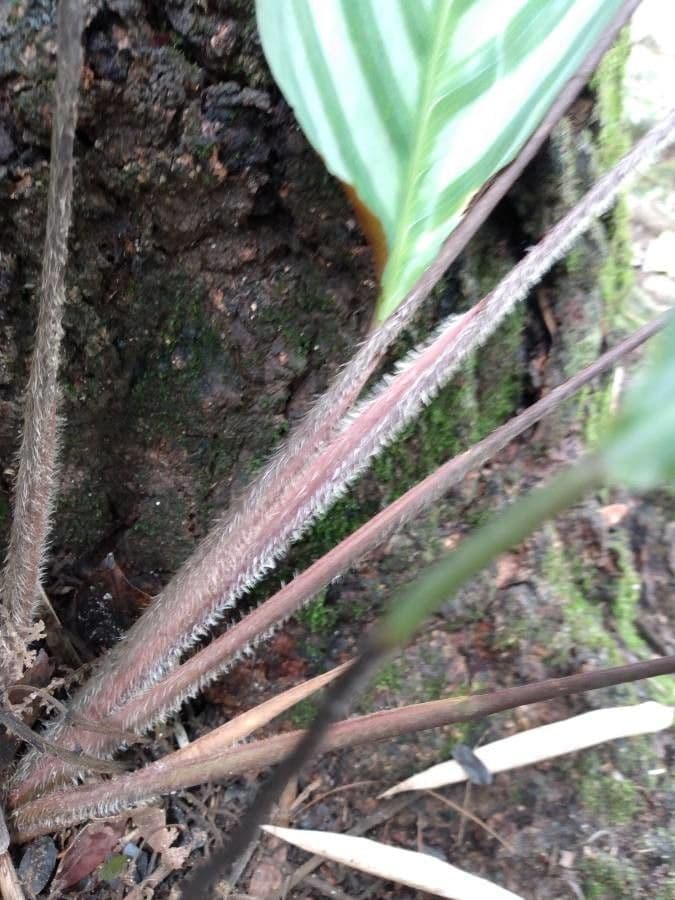 Ctenanthe setosa 13