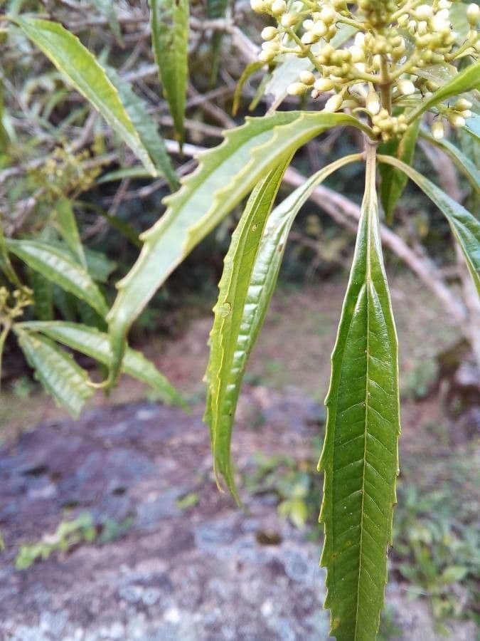 Miconia 4