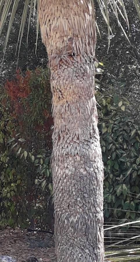 Yucca alta 22