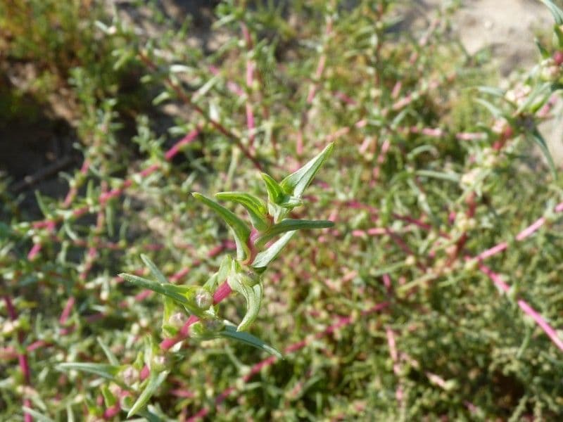 Slanoroš 29