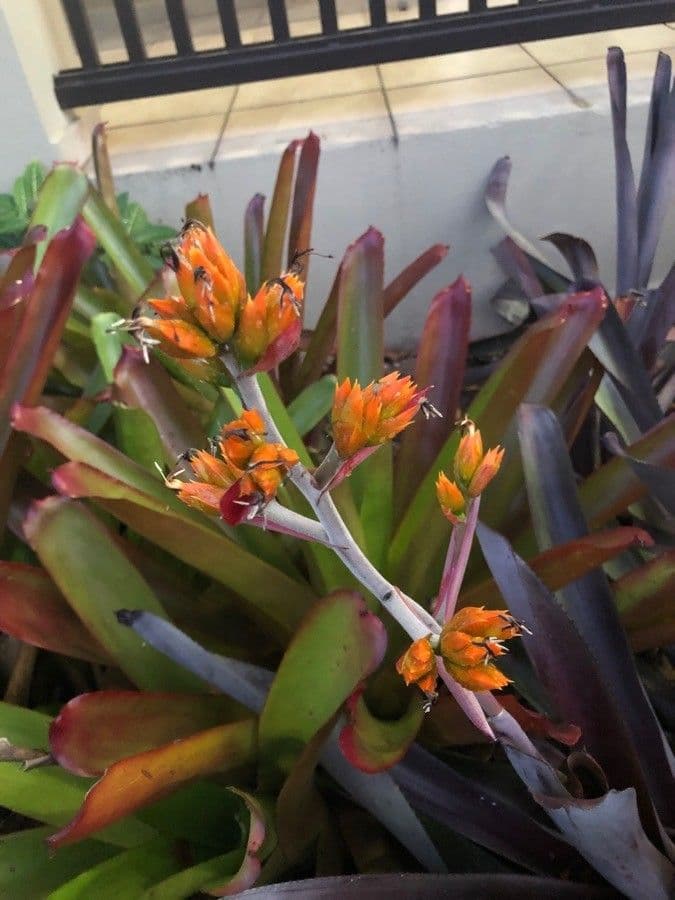 Guzmania 4