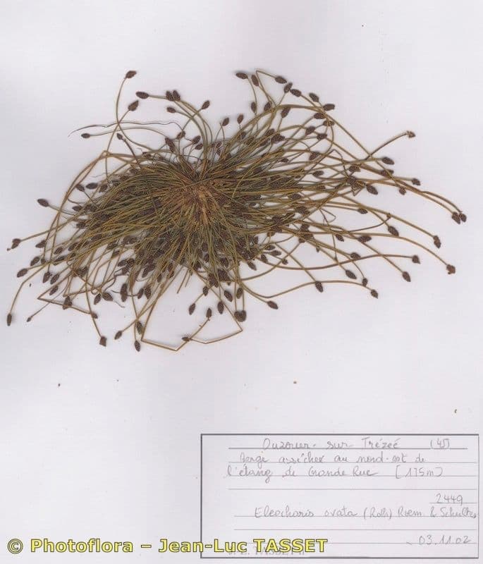 Eleocharis ovata 10