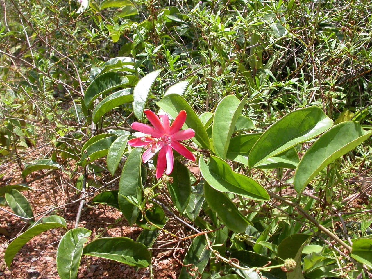 Passiflora 6