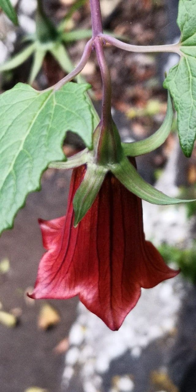 Canary bellflower 28