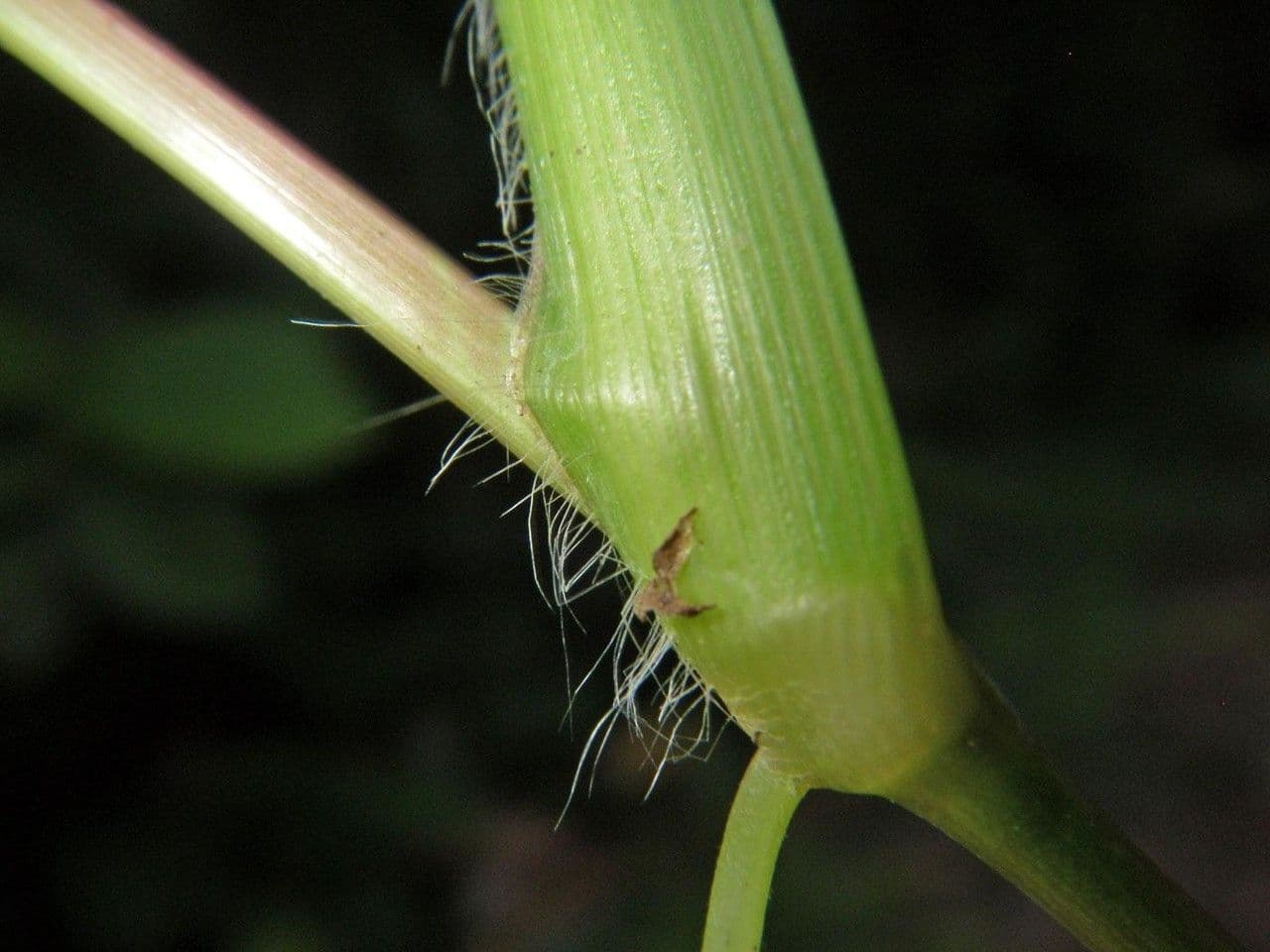 Homolepis 6