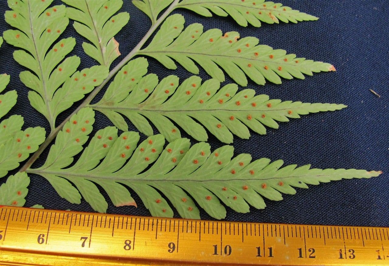 Dryopteris patula 5