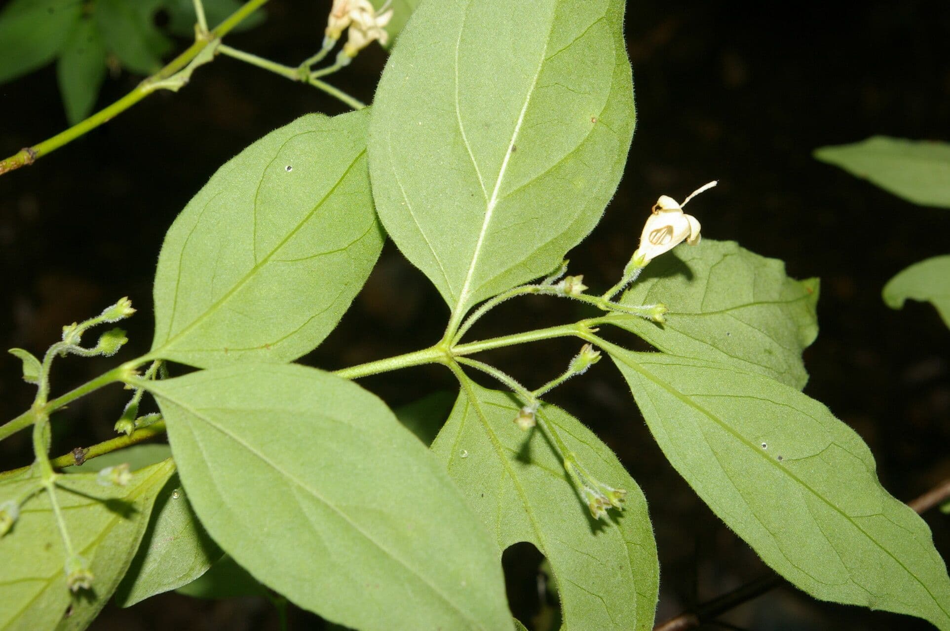 Chiococca 4
