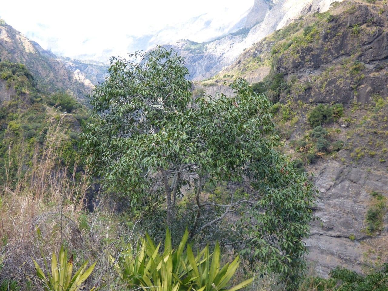 G       14