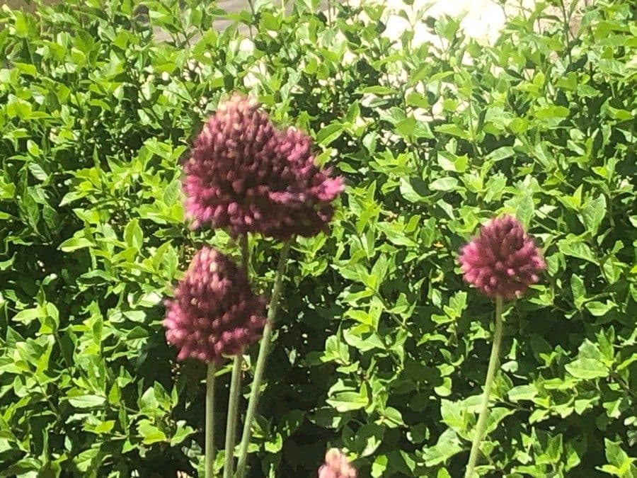 Cipolla 2
