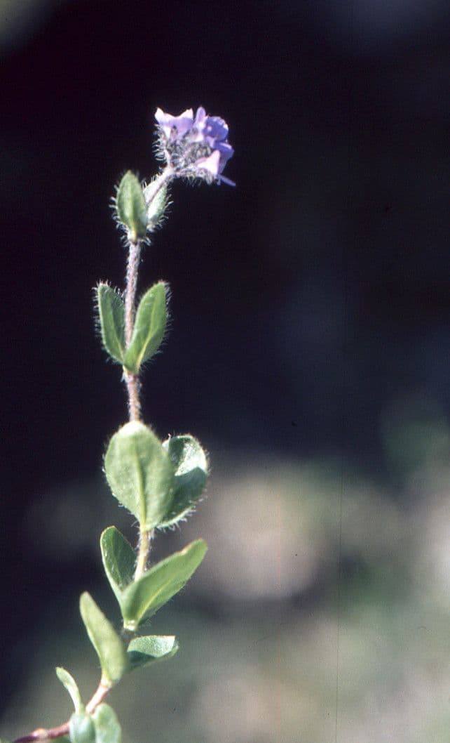 Veronica alpina 29