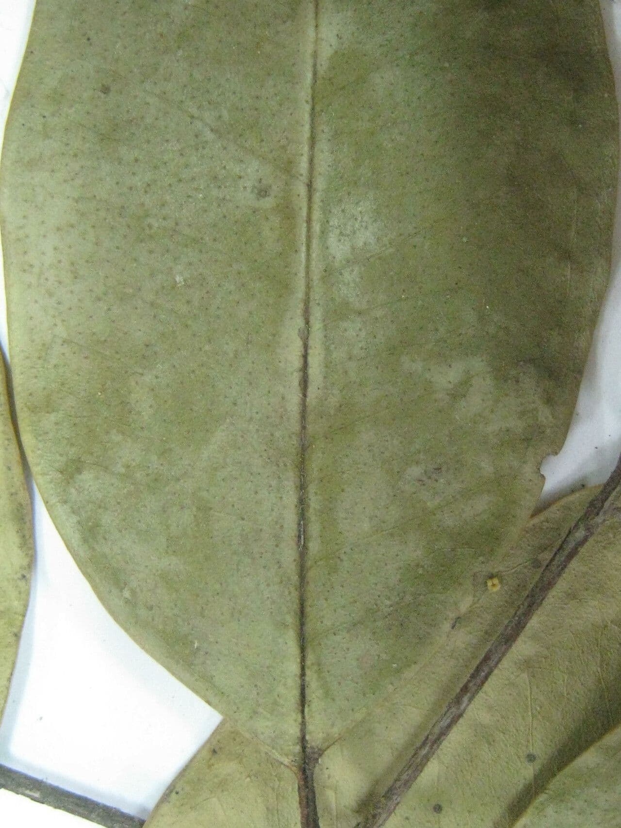 Eugenia 5