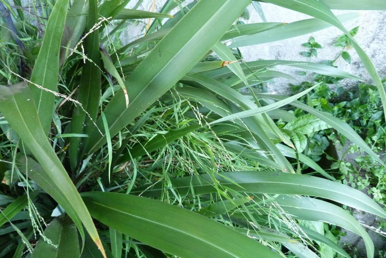 Aufrechte Ehrharta 7