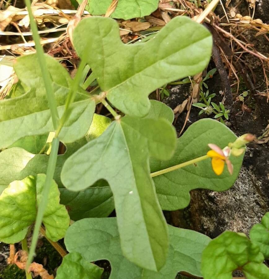 Vigna trilobata 3