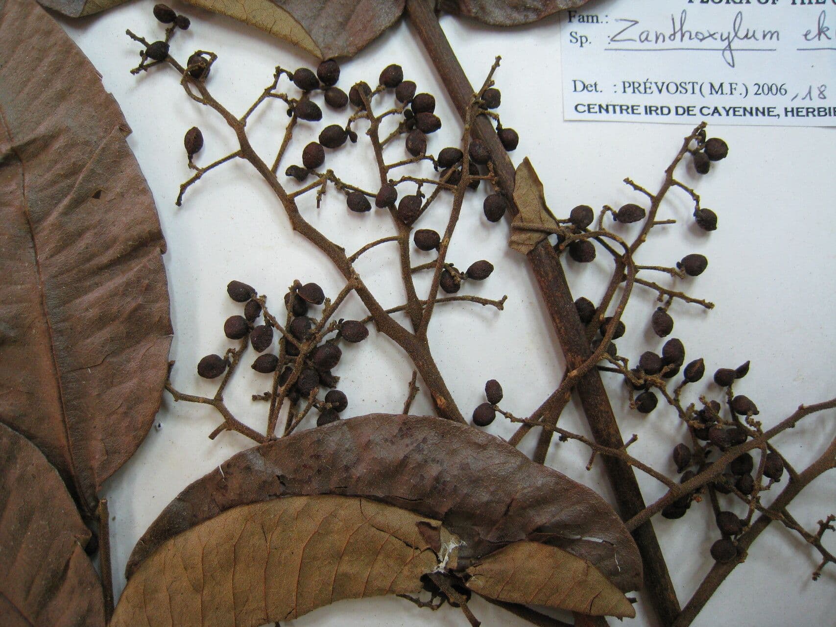 Zanthoxylum 19
