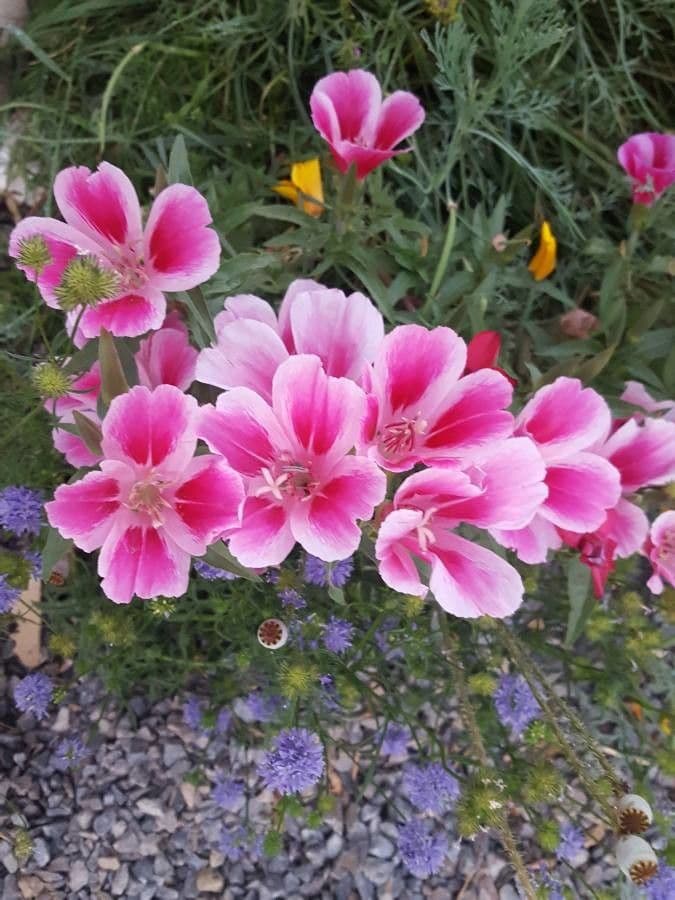 Clarkia amoena 6