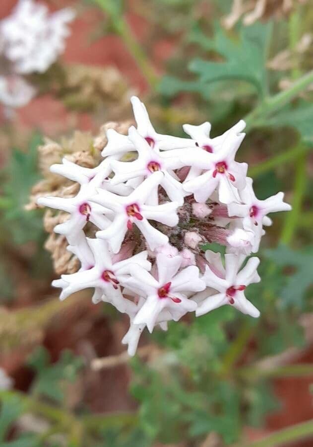 Junellia