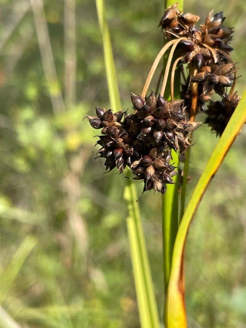 Falasco 5