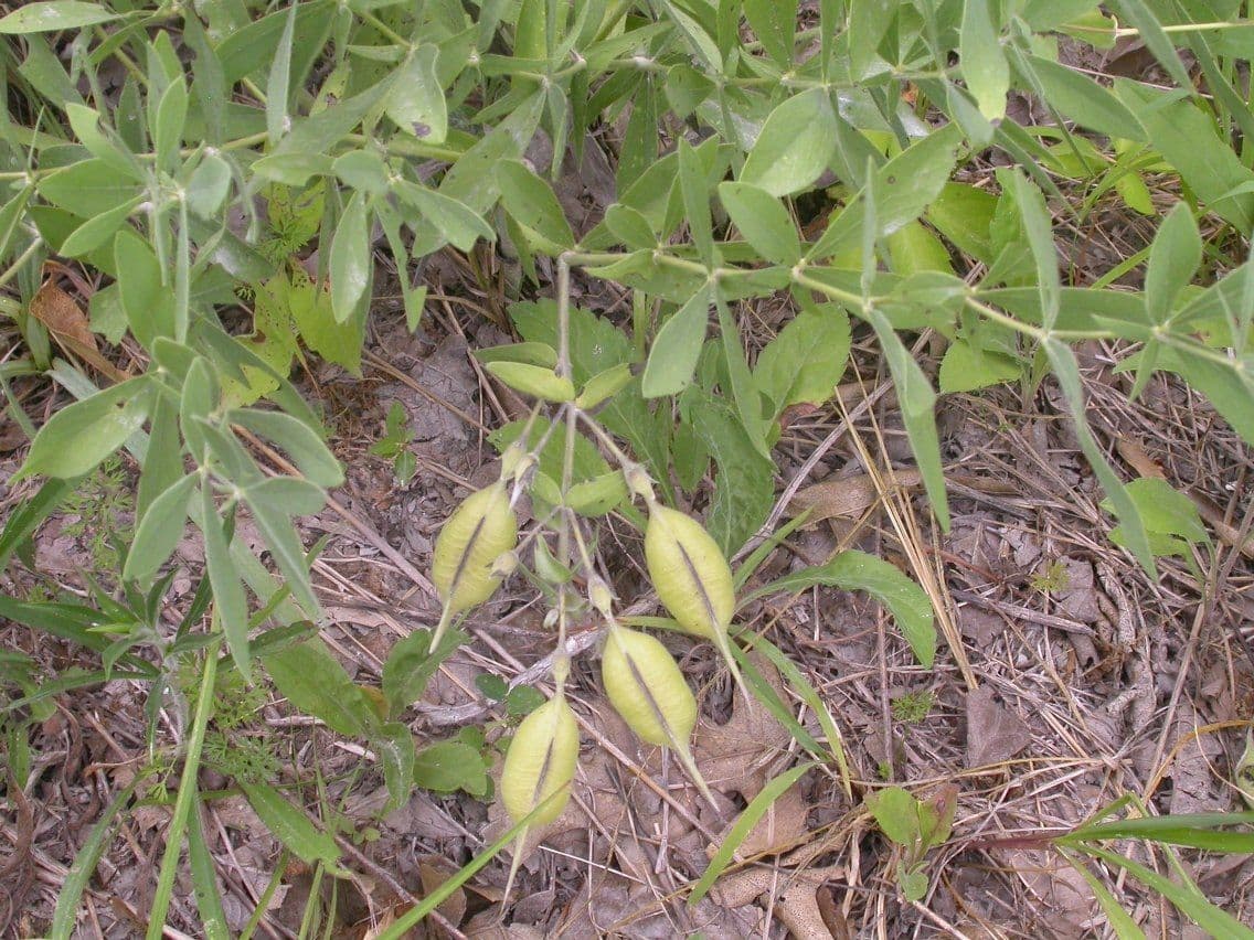 Baptisia bracteata 2