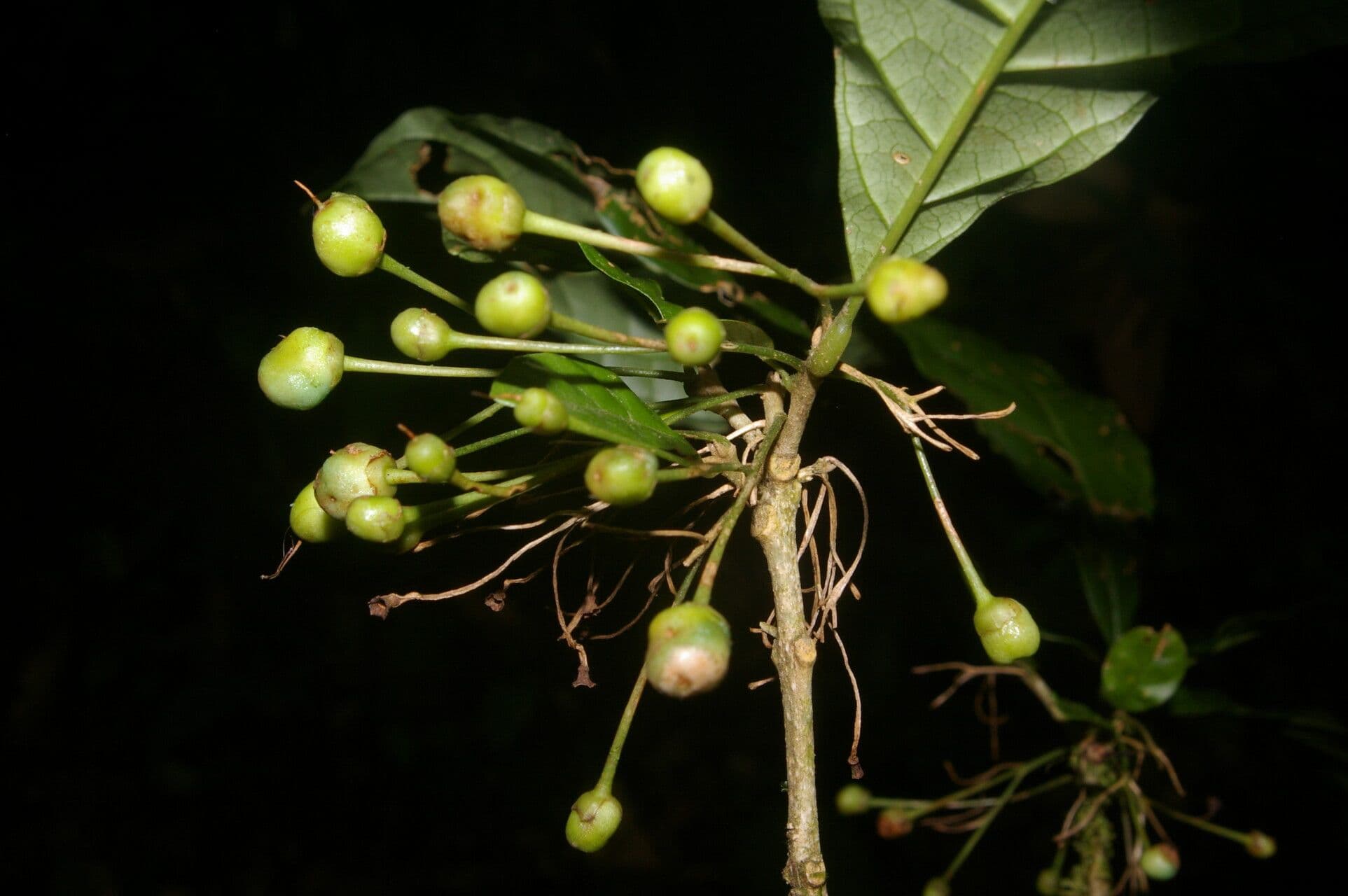Aegiphila 3