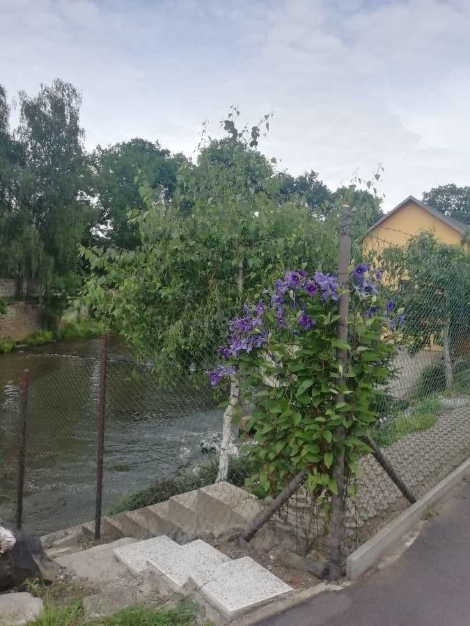 Einfache Clematis 13