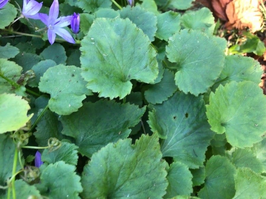 Kriechende Glockenblume 15