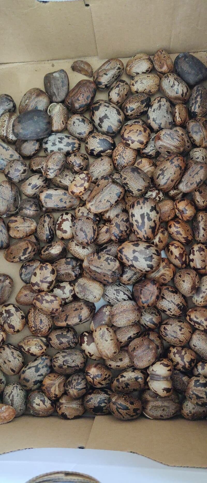 Hevea brazylijska 2
