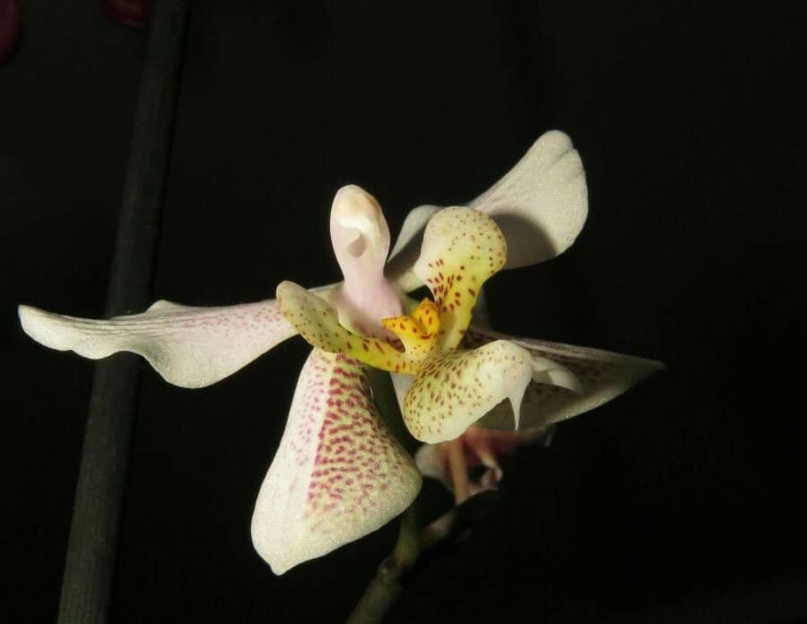 Phalaenopsis 5