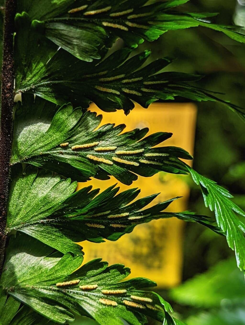 Asplénium