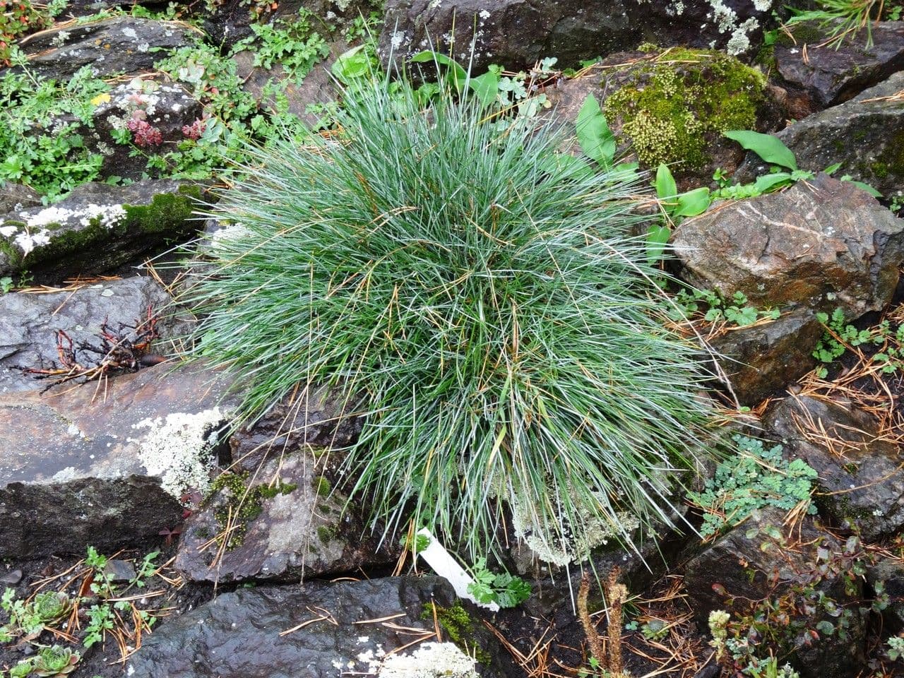 Blauschwingel 6