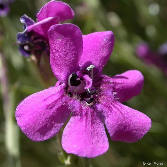 Penstemon