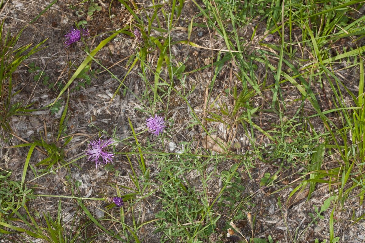 Centaurea de Arrignoni 2