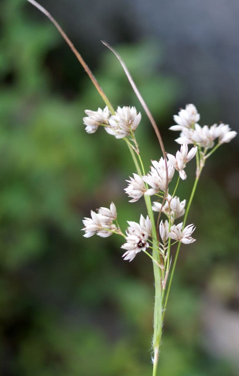 Erba lucciola bianca 7