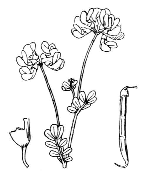 Petite coronille 27