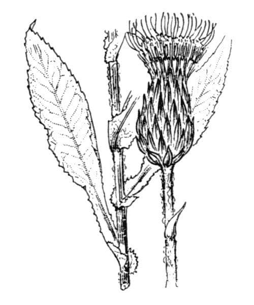 Cardo eterofillo 28