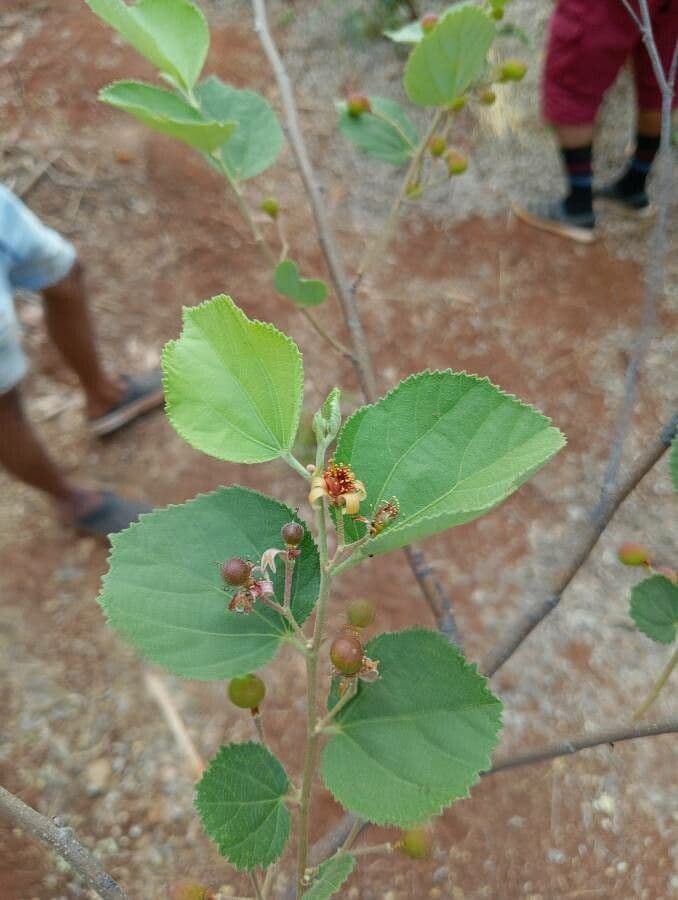 Grewia asiatica 14