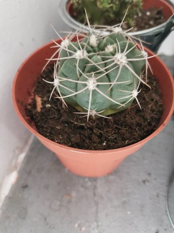 Gymnocalycium 2