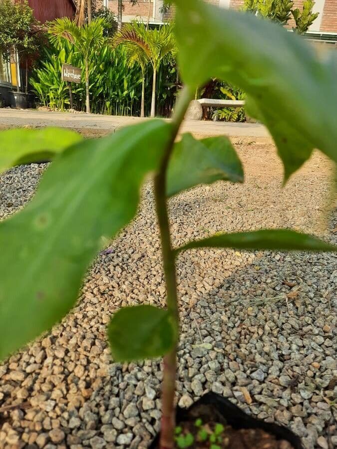 Costus spiralé 25