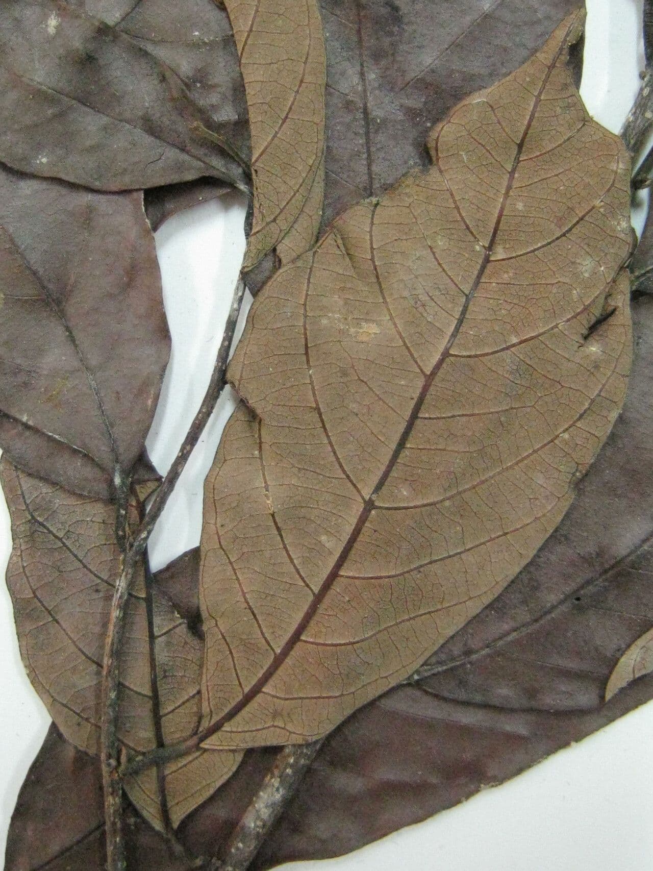 Kleinblütige Licania 3