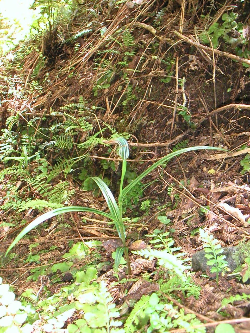 Pterostylis