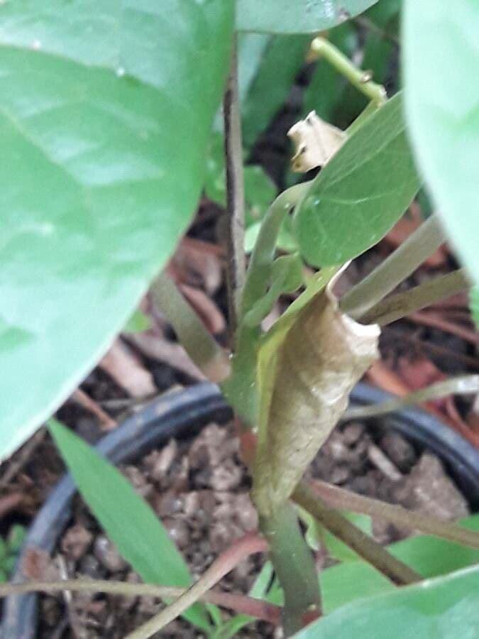Hernandia 6
