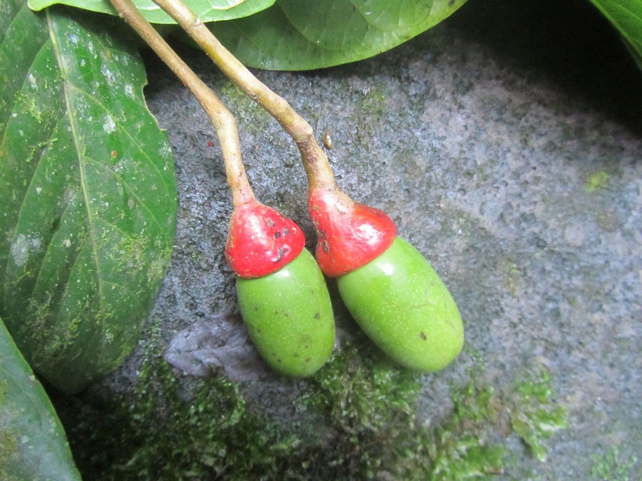 Ocotea 5