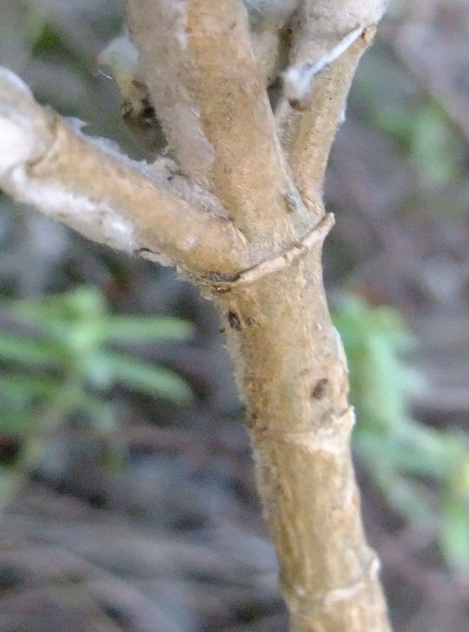 Sideritis 22