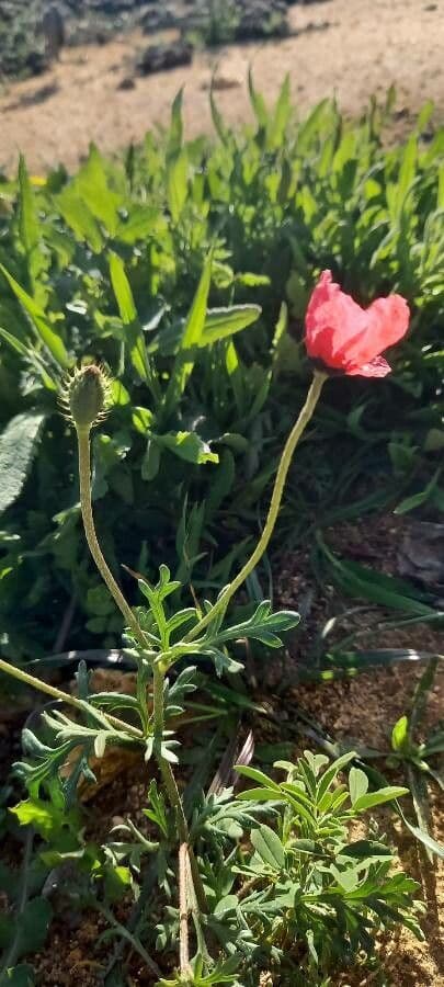 Bastard-Mohn 9
