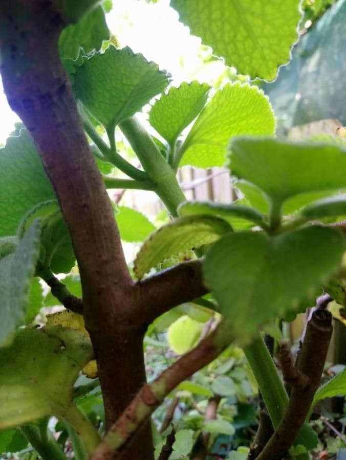 Cuban-oregano 25