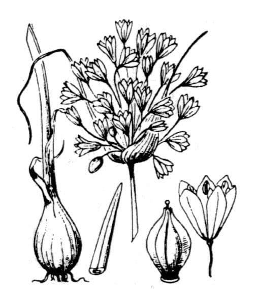 Aglio paniculato 21
